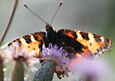 Schmetterling